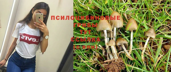 ПСИЛОЦИБИНОВЫЕ ГРИБЫ Алзамай